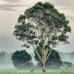 Morning mist - Shane Clarkson