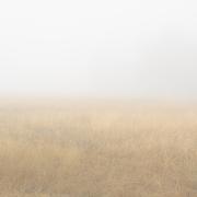 Morning mist Mudgee Gulgong Rd-210523-62188 - Donald Gould