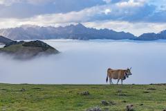 Mountain Pasture - Edward Tomazic