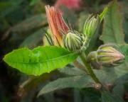 Visiting the buds - Janice Gursanscky