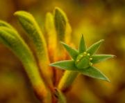 Kangaroo Paw-Janice GURSANSCKY - Janice Gursanscky