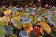 Mt Penang gardens - Jan Glover