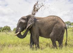 Mud Bath - Carol Abbott