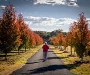 Mudgee - Down the Road - David Ross