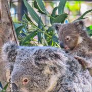 Mum and Bubs - Jennifer Gordon