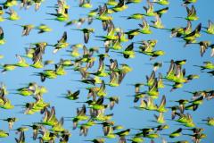 Murmuration of Budgies - Kirstin Sercombe