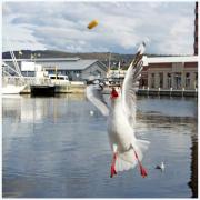 My ChIp - ... ...