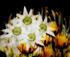My Native Garden - Ann Wharton