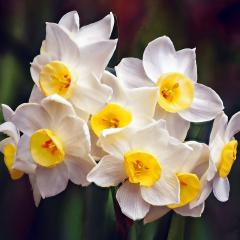Narcissus - Judith Bennett