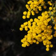 Native Flora Fauna - Native Bee with Wattle - Margaret Frankish