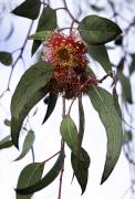 Nature - Flowering Gum - Margaret Frankish