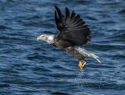 Nature ELippey american baldeagle - ... ...