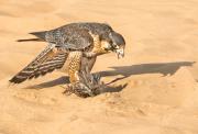 Nature ELippey dubai falcon - ... ...