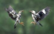 Nature FShu Can we share - ... ...