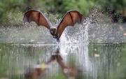 Nature FShu Splashing 1 - ... ...
