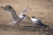 Nature HMiles Hungry - ... ...