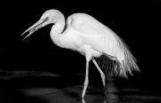 Nature KBoytell Egret with Meal - ... ...