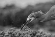 Nature MMazo The crab girl  - ... ...