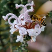 Nature's Little Helper - Margaret Frankish