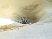 Nestled - Maureen Rogers