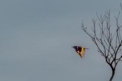 NewHollandHoneyEater in flight_NthHd - Janice Gursanscky