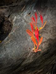 New Beginning - Hemant Kogekar