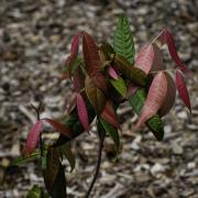 New Growth - Margaret Frankish