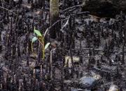 New Growth - Margaret Frankish