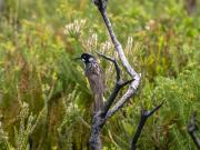 New Holland Honey Eater - Heather Miles