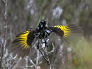 New Holland Honeyeater - Heather Miles