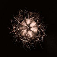 Nigella seed pod - Louise Scambler