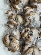 Octopi or pusses? - Fran Brew
