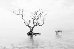 Old and New - Erith French