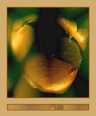 Onion Skins - Dawn Zandstra