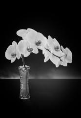 Orchid - John Pettett