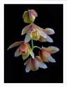 Orchids - Maria Mazo