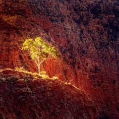 Ormiston Tree - Judith Bennett