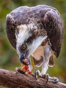 Osprey - Judith Bennett