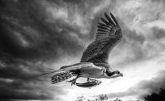 Ospreys Fish - Kerry Boytell