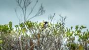 Out on a limb - Strat Mairs