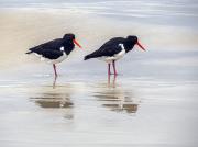 Oystercatchers - Judith Bennett