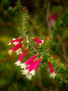 Wildflowers - Hemant Kogekar