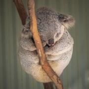 Koala - Hemant Kogekar