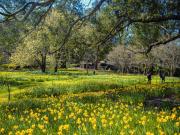  Daffodils - Hemant Kogekar