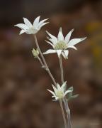 Flannel flowers - Hemant Kogekar