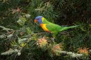 Lorikeet - Hemant Kogekar