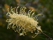 Yellow Grevillea - Hemant Kogekar