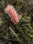 Grevillea - Hemant Kogekar