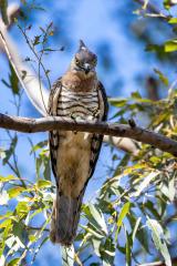 Pacific Baza with Lunch - Nigel Streatfield