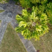 Palm from above - Robyn Miller